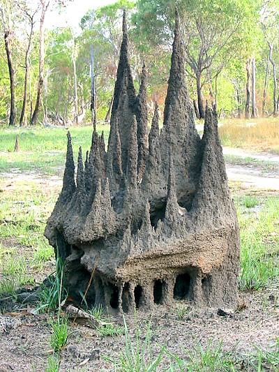 A complex shaped Cape York termite mound