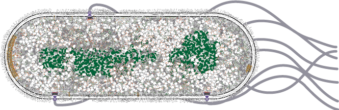 E. coli detail