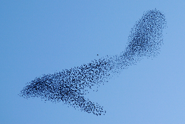 Emergent flocking
          behavior of starlings
