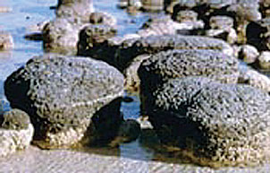 stromatolites in Shark Bay,
          Australia