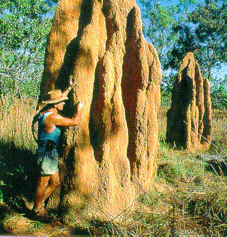 A termite mound